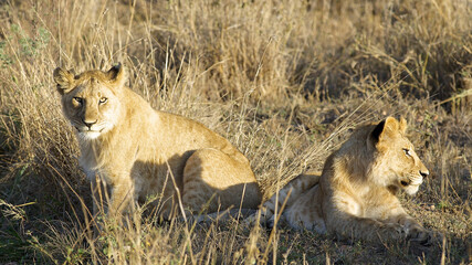 Young males