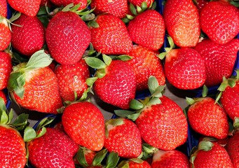 ripe red strawberries for sale
