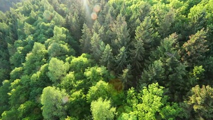 Aerial view above deep spruce forest in slow motion
