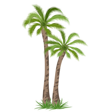 Tropical palm tree. Vector illustration