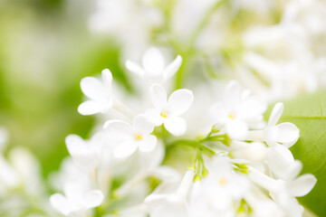 White flowers of lilac on nature