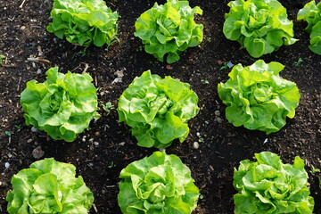 grüner salat