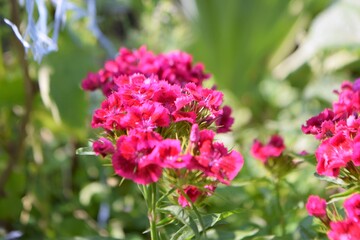 Obraz premium Turkish carnation
