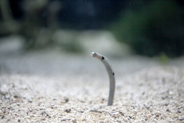 spotted garden eel