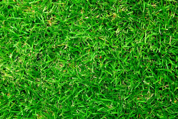 green grass background, green background, yard background, lawn background