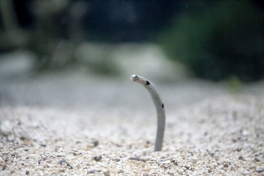 Spotted Garden Eel