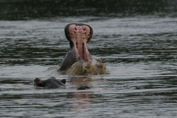 Fototapeta premium Wild Hippo in African river water hippopotamus (Hippopotamus amphibius