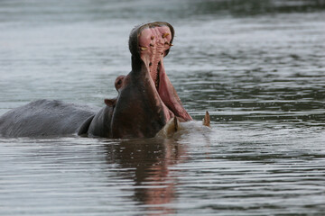 Wild Hippo in African river water hippopotamus (Hippopotamus amphibius