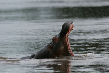 Fototapeta na wymiar Wild Hippo in African river water hippopotamus (Hippopotamus amphibius