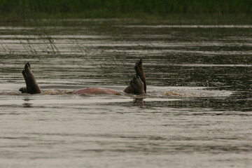 Wild Hippo in African river water hippopotamus (Hippopotamus amphibius