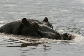Fototapeta premium Dziki hipopotam w afrykańskiej rzece (Hippopotamus amphibius)
