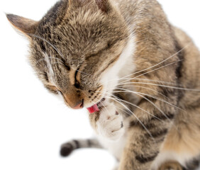Cat washed on white background