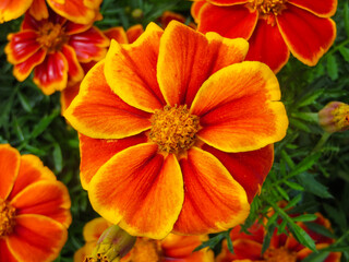 Colorful marigolds in the summer garden.
