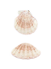 Sea shell isolated