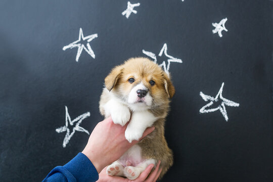 Puppy in hands on star picture background
