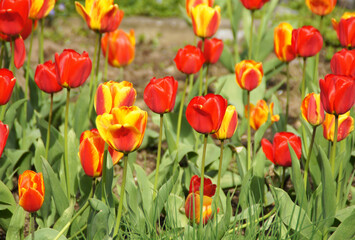 Разноцветные тюльпаны
