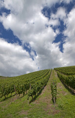 Near the river Moselle Germany Europe. Vineyard. Cochem. Clouds.