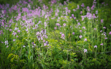 Obraz na płótnie Canvas Purple flowers with selective focus. Color toned image.