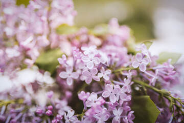 Fototapeta premium Close-up lilac flowers with the leaves. Selective focus with shallow depth of field.