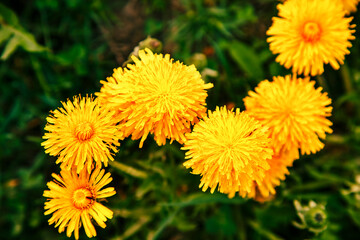 Bright yellow dandelion flowers.