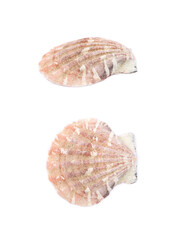Sea shell isolated