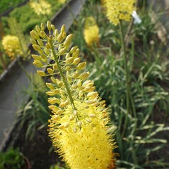 Gelbe Blumen im garten,