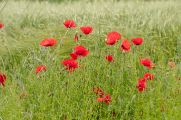 poppy flowers, buds and pods