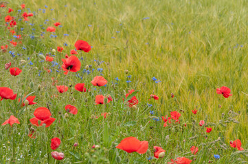 poppy flowers, buds and pods