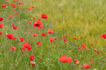 poppy flowers, buds and pods