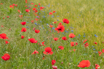 poppy flowers, buds and pods