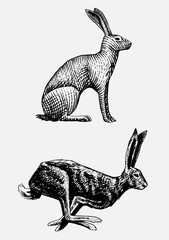 Rabbit or hare sitting and running hand drawn, engraved wild animals in vintage or retro style, zoology set european © artbalitskiy