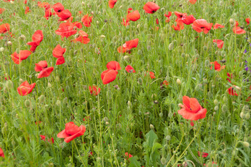 Fototapeta premium poppy flowers, buds and pods