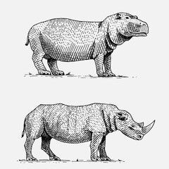 hippopotamus and black or white rhinoceros hand drawn, engraved wild animals in vintage or retro style, african zoology set