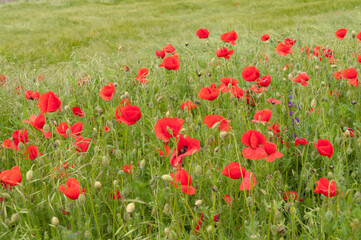 poppy flowers, buds and pods