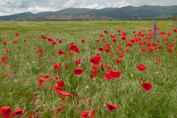 poppy flowers, buds and pods