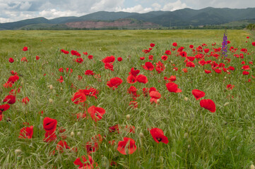 poppy flowers, buds and pods