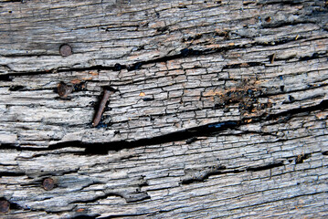 Old wood log with old nail as background