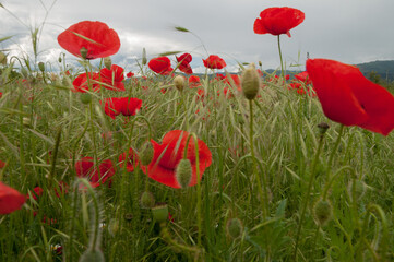 Obraz premium poppy flowers, buds and pods