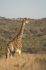 Giraffe