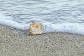 Sea Shell