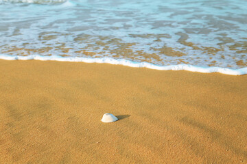 Seashell on the shore of the ocean.