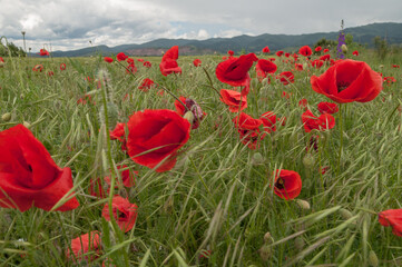 Obraz premium poppy flowers, buds and pods