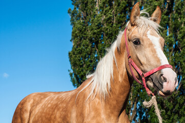 Noble thoroughbred horse against the blue sky
