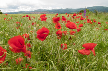poppy flowers, buds and pods