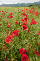 poppy flowers, buds and pods