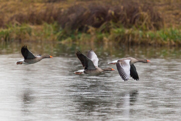 three graylag geese (anser anser) flying over water with grassland