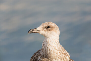 detailed portrait of gull bird in sunlight with smooth water in background