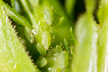 A small aphid on a green plant