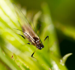 A small aphid on a green plant