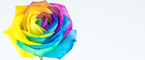 Fototapeta premium Bunte Rose in Regenbogenfarben auf weißem Hintergrund, Banner mit Textfreiraum